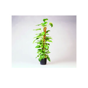 K&oacute;kuszkar&oacute;  0.38* 90 cm/ &Uacute;j 6040231