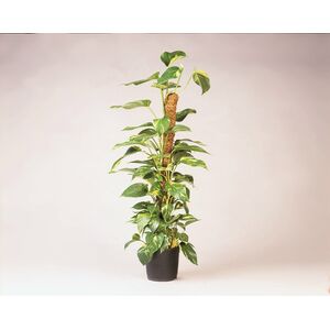 K&oacute;kuszkar&oacute; 38mm*60cm