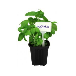 Jelt&aacute;bla   8 db  14,5 x 5,5cm CH